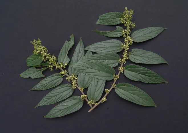 cbd in brazilian shrub